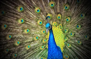 peacock-small