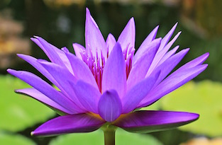 water-lily-small